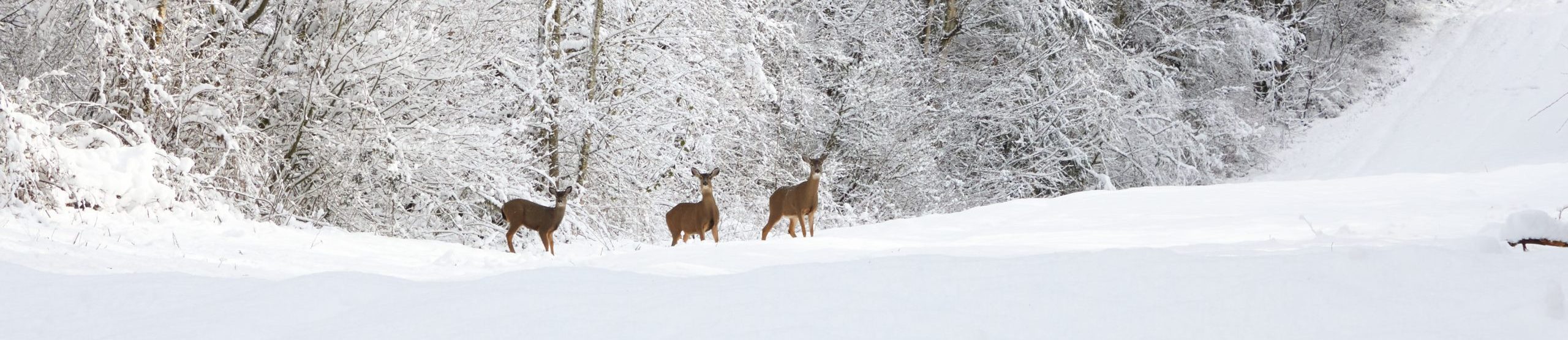 Three Curious Deer in the Snow