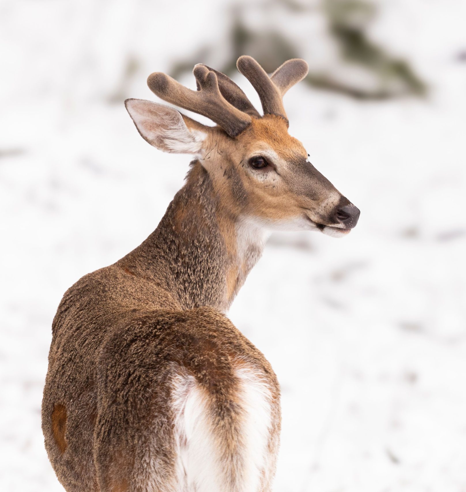 White Tailed Deer in snowy surroundings with new antlers just starting to grow
